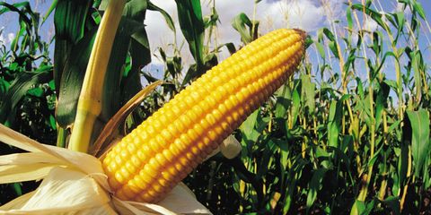 Could Corn End Illegal Immigration?